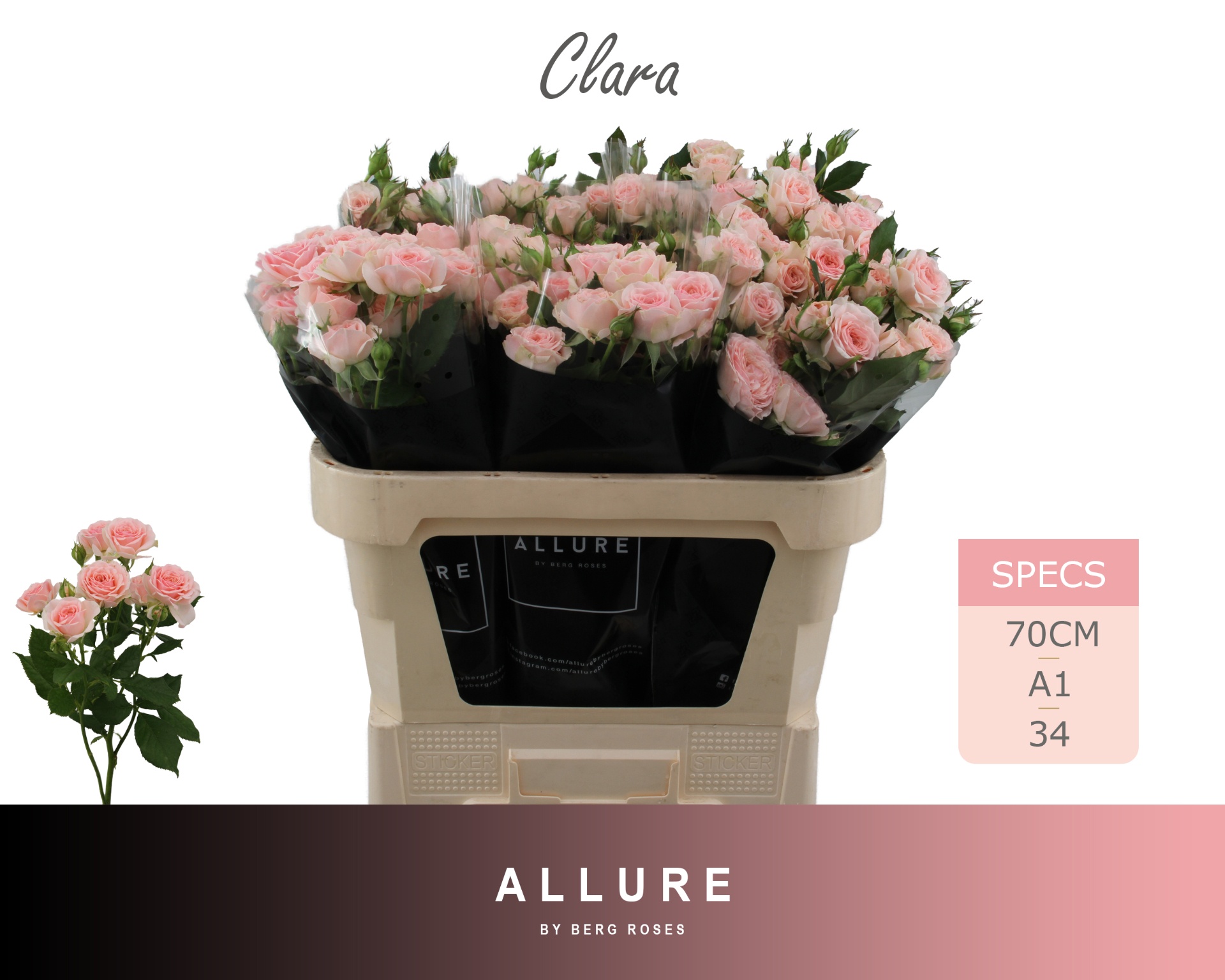 R Tr Clara 70cm