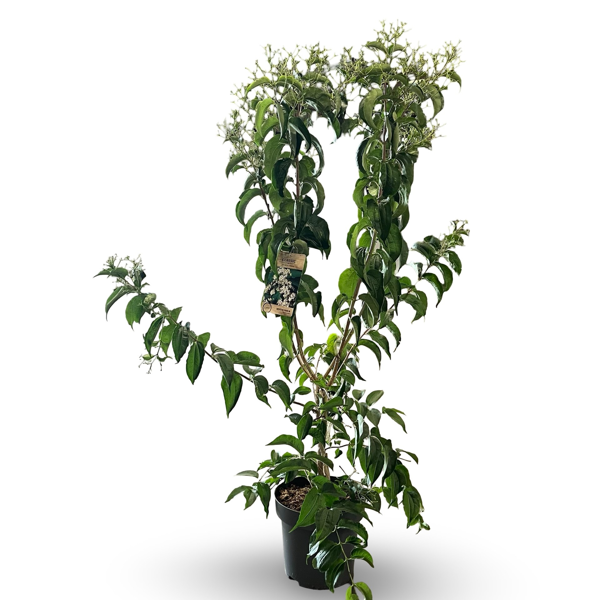Heptacodium miconioides