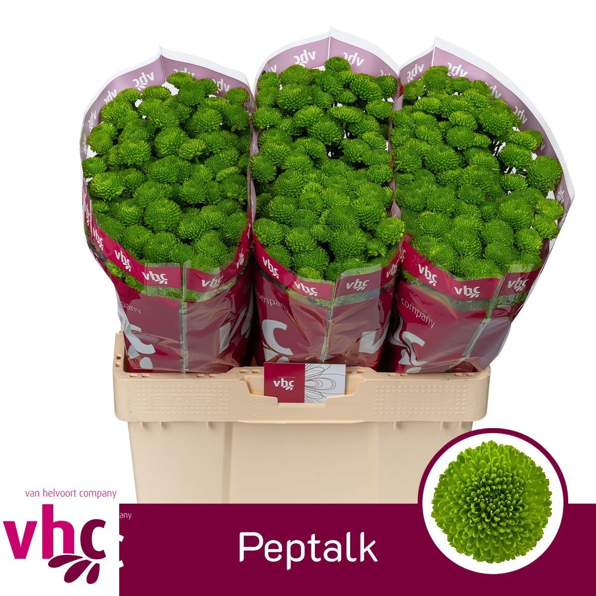 Chrys Santini Peptalk 55cm 100Ø