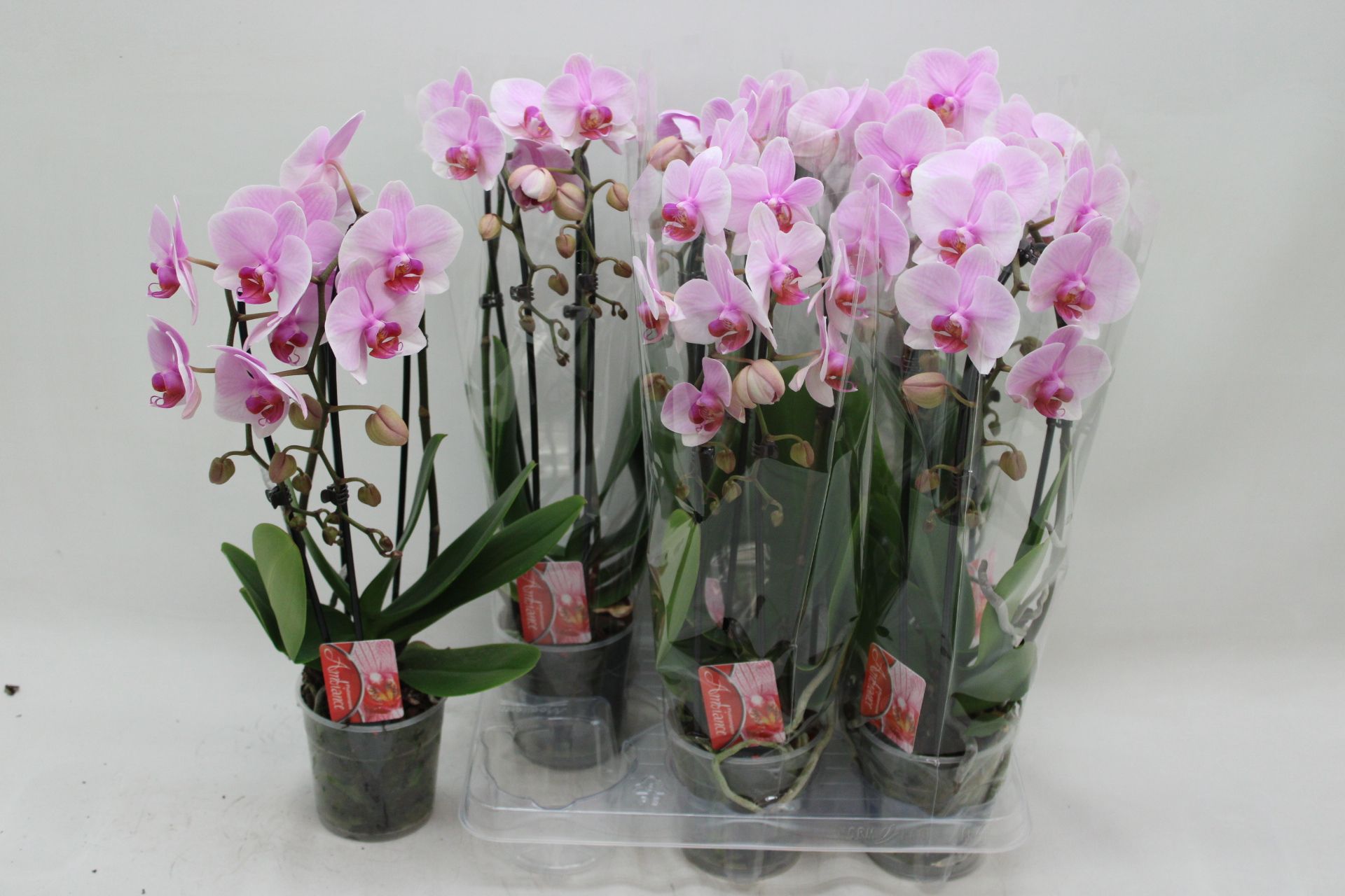 Phal El Cascade 12P 45H 2TAK 18bloem 23bloei