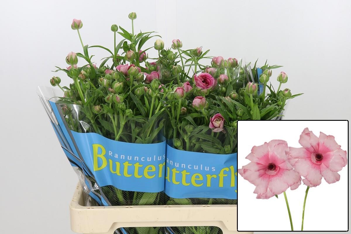 Ranunculus Butterfly Jupiter 60cm