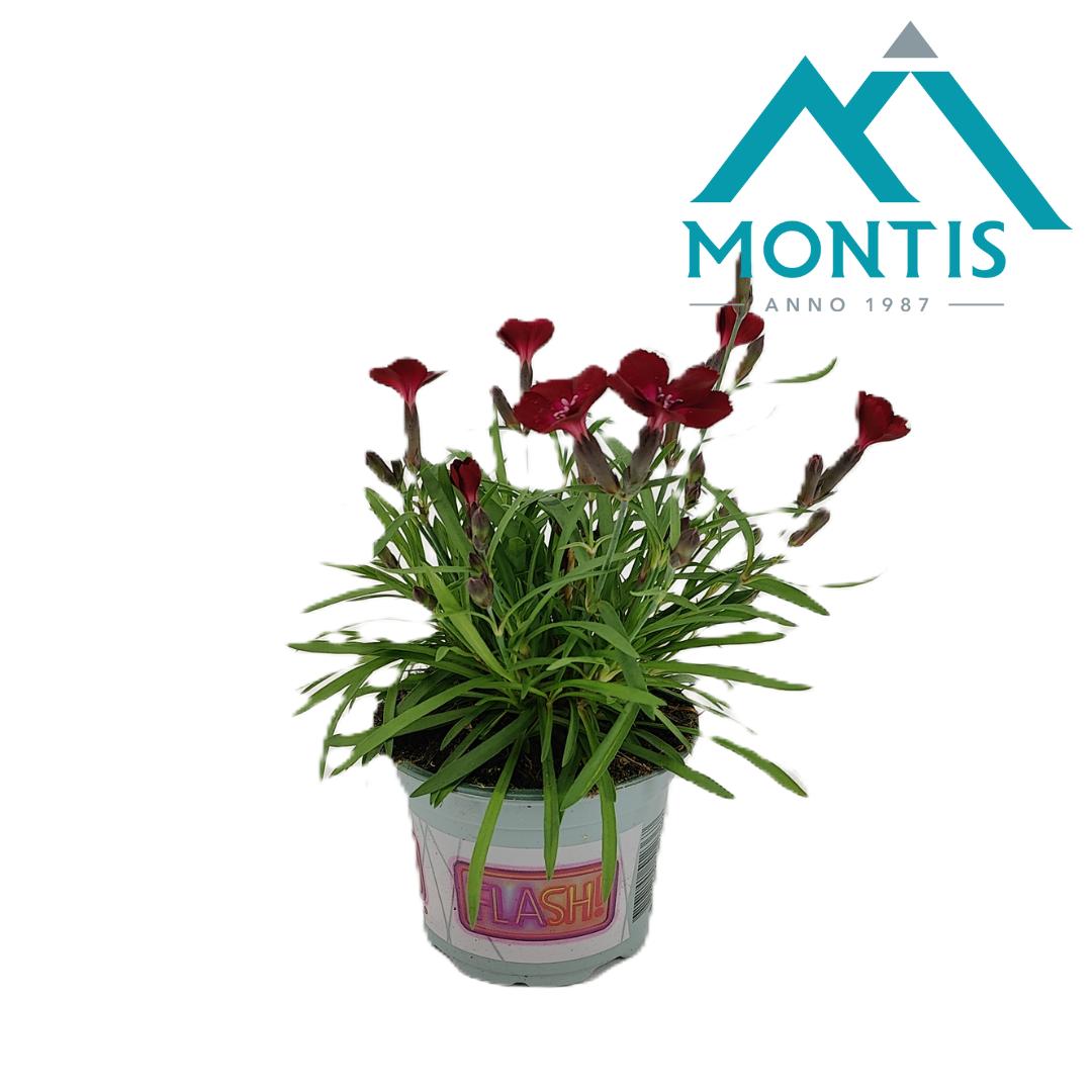 Picture of Dianthus Red Love P10.5