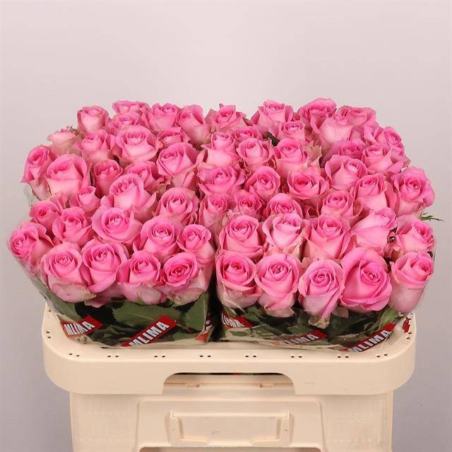 Rosa Revival 60cm