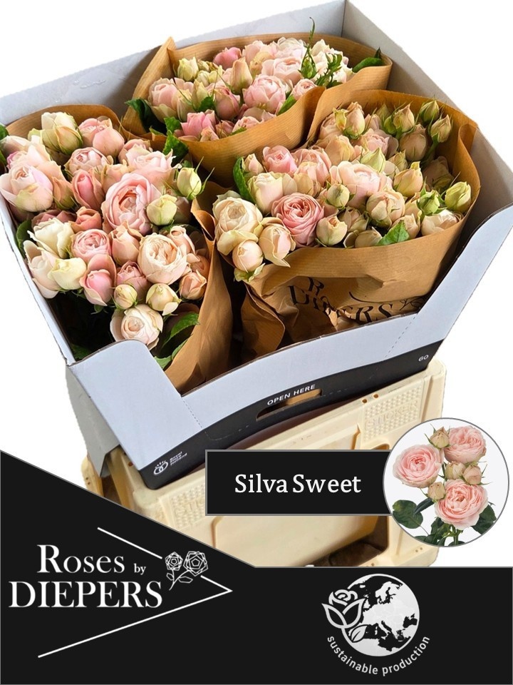 R Tr Silva Sweet+