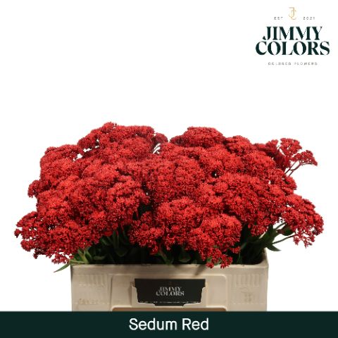 Sedum L55 Red
