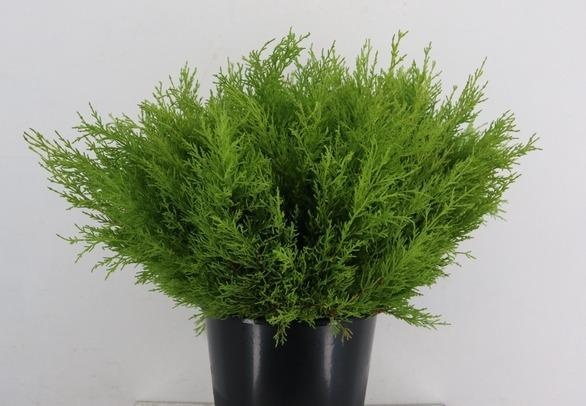 Coniferen Snijgroen 50L.cm
