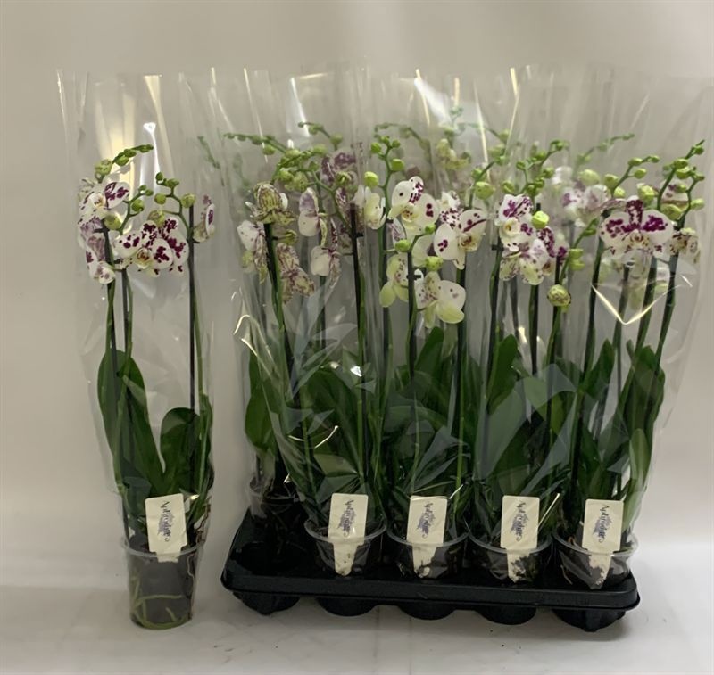 Phal An Marrakesh 12Ø 70cm