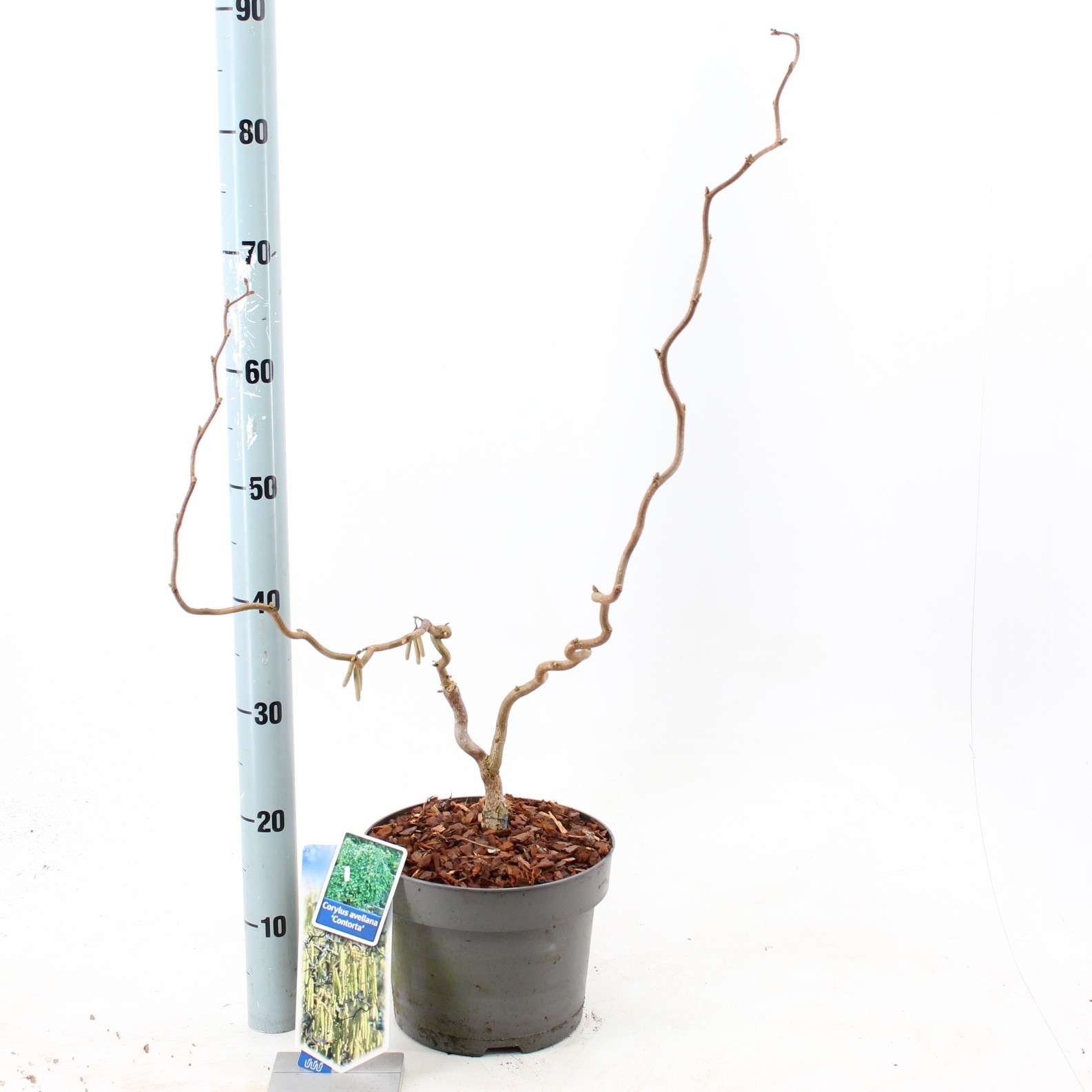 Picture of Corylus avellana 'Contorta'