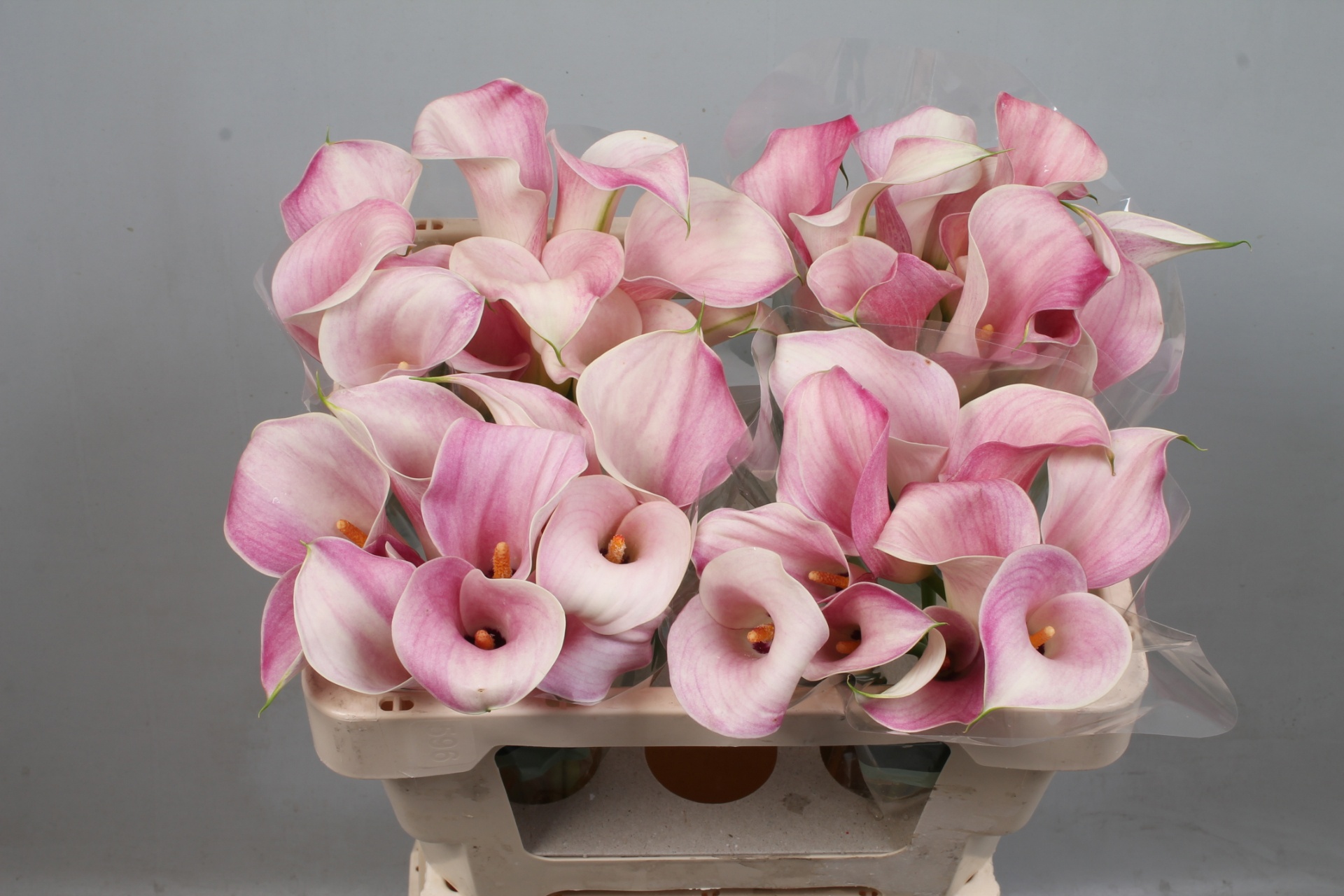 Calla Blushing Lady 50cm