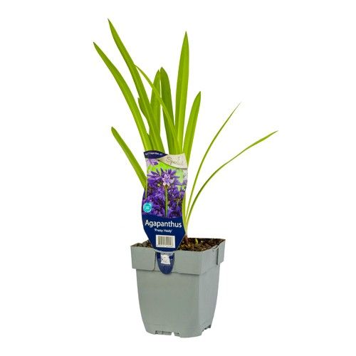 Agapanthus Pretty Heidy ('Heidy')