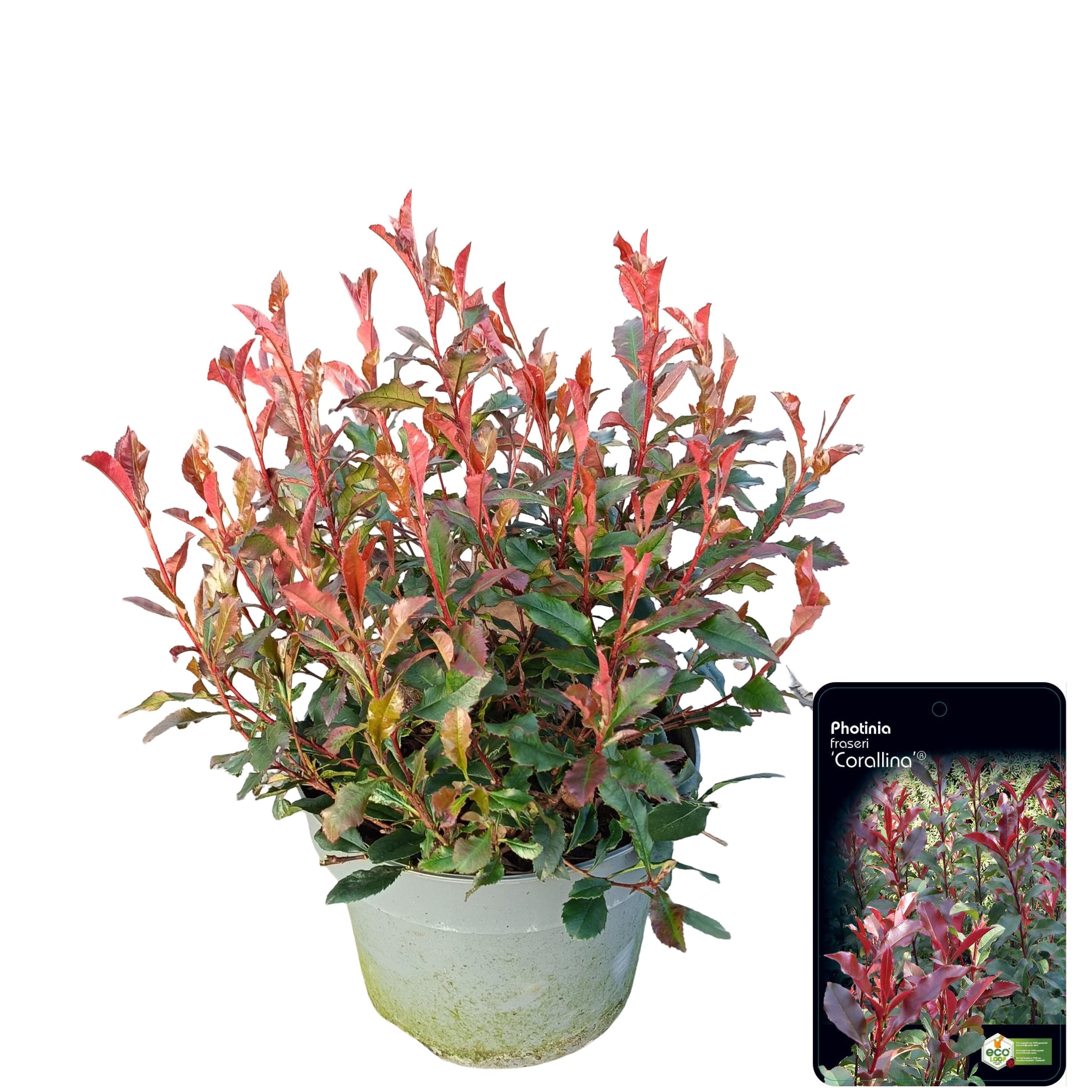 Photinia x fraseri 'Coralina' | Gardenline