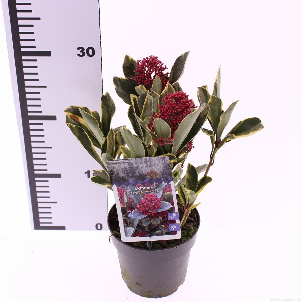 Picture of Skimmia japonica Perosa PBR P13 25CM