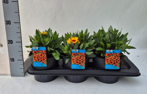 Gaillardia aristata Spintop Red star burst p17 Weet