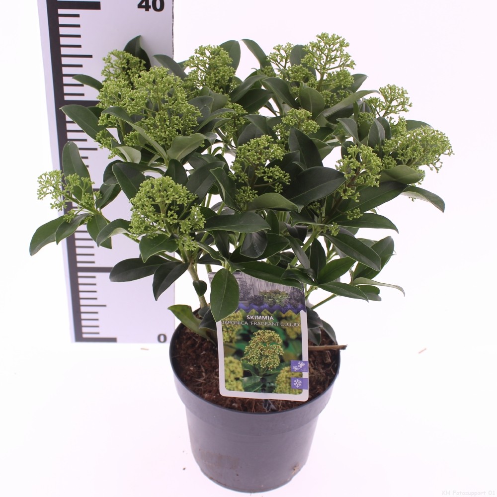 Picture of Skimmia jap. 'Fragrant Cloud'