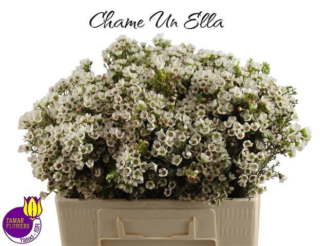 Chamelaucium Ella White 50cm 15gram