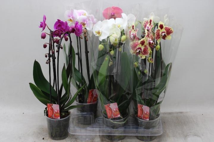Phal El Cascade 12Ø 45cm