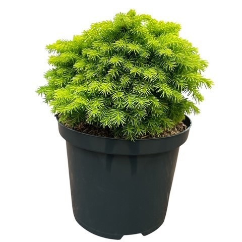 Picea abies 'Little Gem'