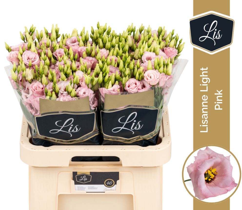 Eus G Lisanne L Pink
