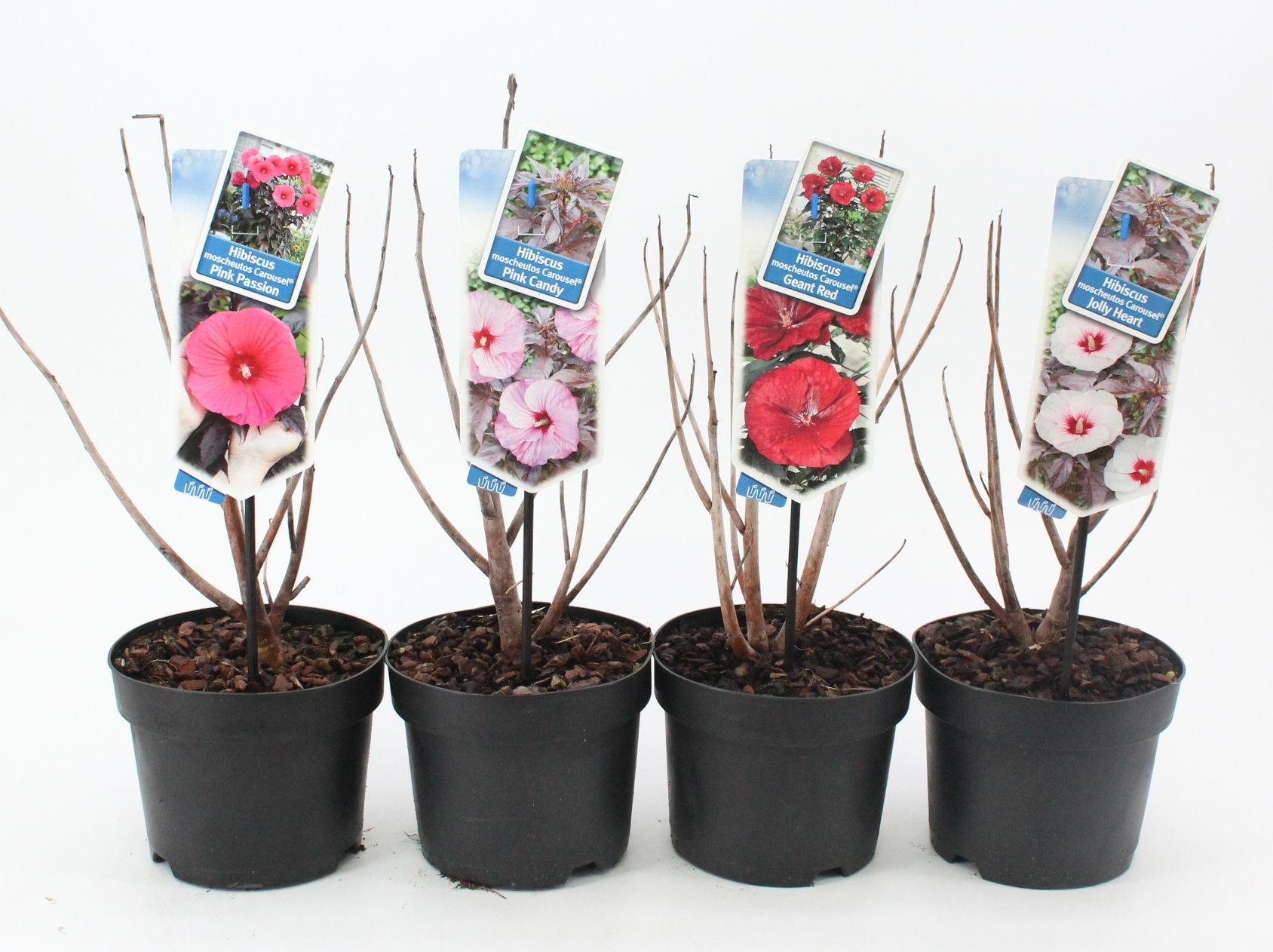 Picture of Hibiscus Carousel mix P17 (minimum order one layer)