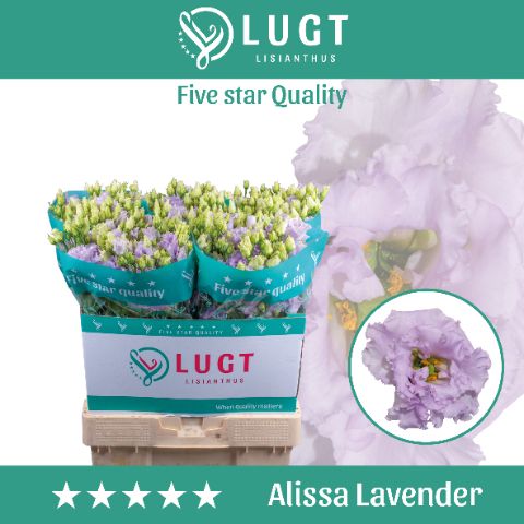 Eus G Alissa Lavende