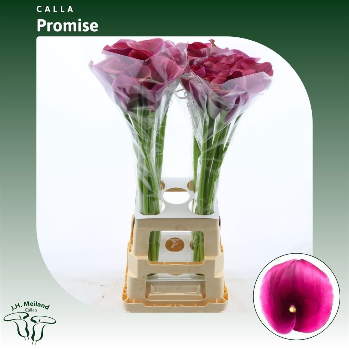 Calla Capt Promise 80cm