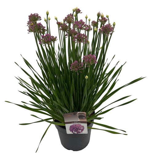 Allium 'Millenium'® sense p23 Asra