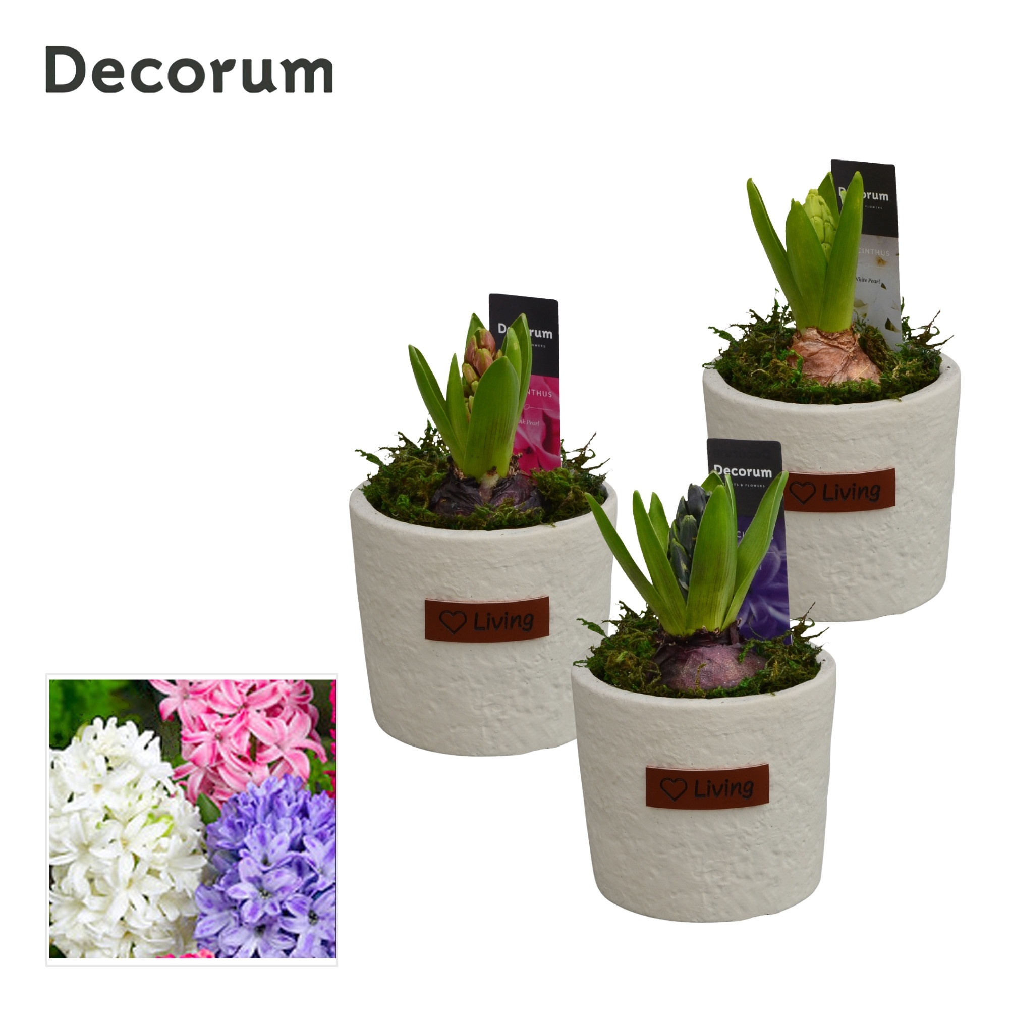 Arrangement Hyacinth 10Ø 16cm