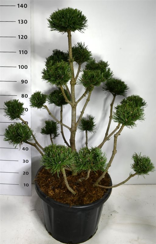 Picture of Pinus mugo "Noack"