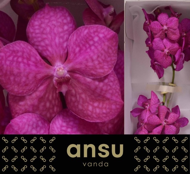 Vanda Tayanee Cerise 20L.cm
