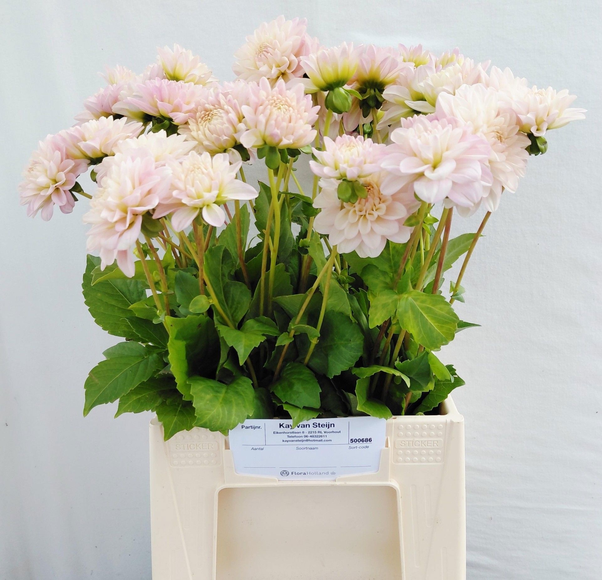 Dahlia 50cm
