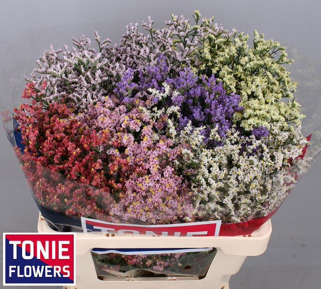 Limonium Sin Diamond Mixed 50cm 20gram