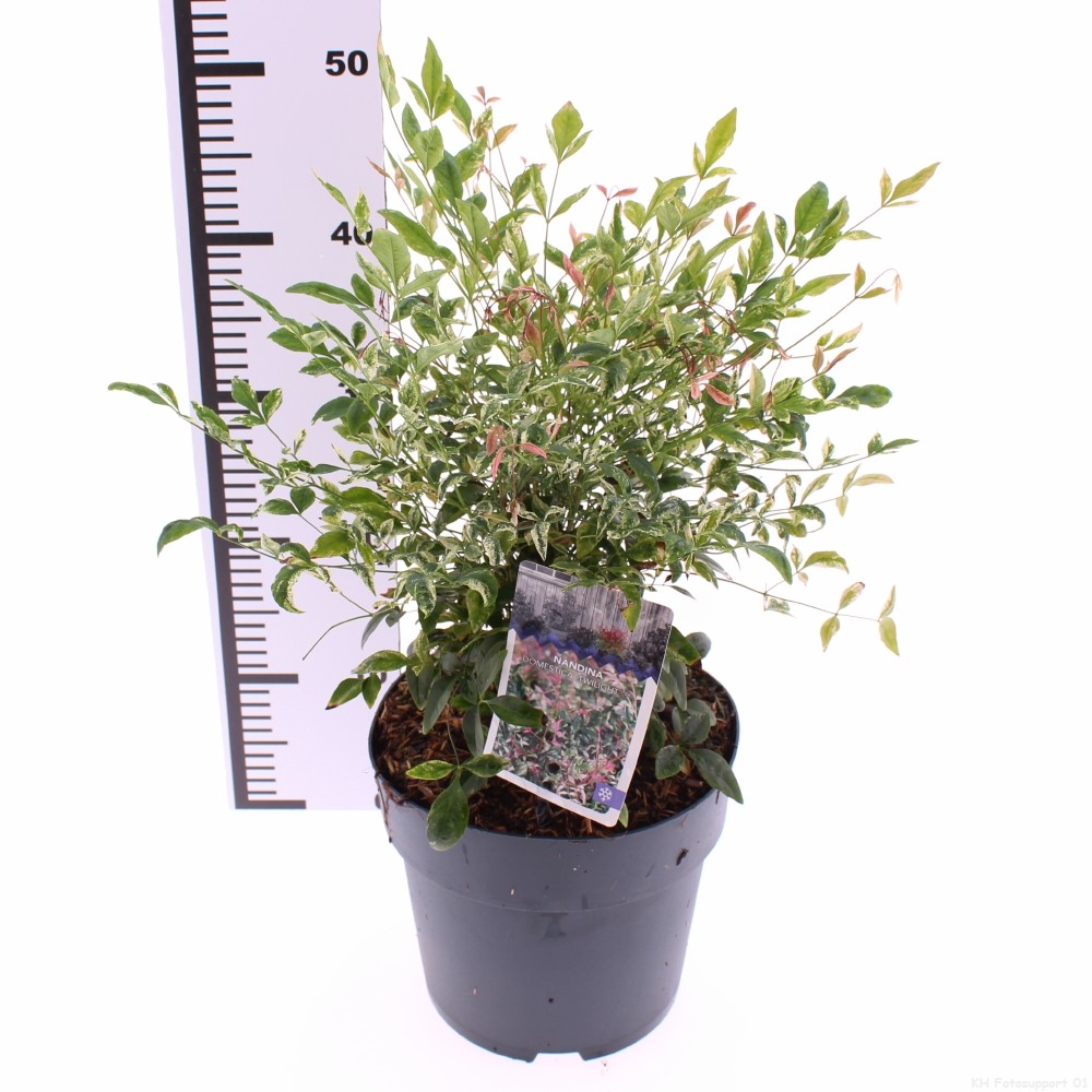 Picture of Nandina domestica Twilight PBR P21 (4 Ltr) (LOOSE)