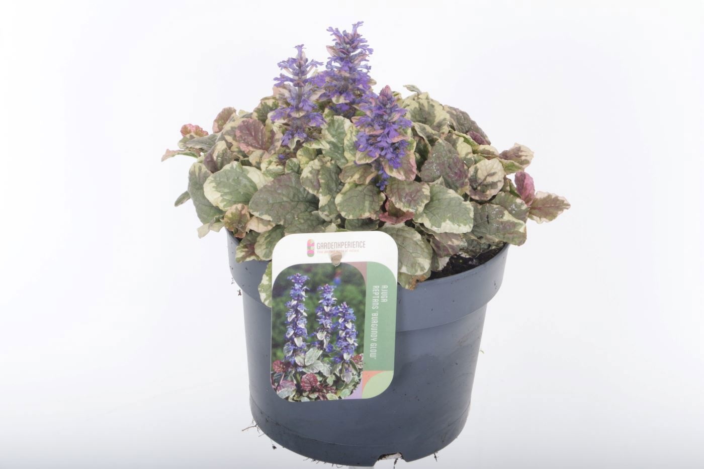Ajuga reptans 'Burgundy Glow'