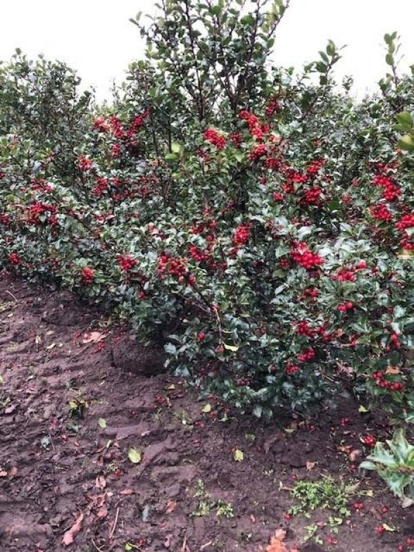 Ilex X M Blue Prince