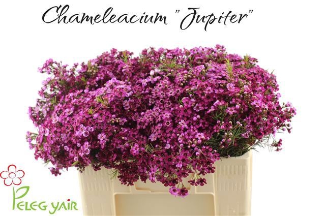 Chamelaucium Jupiter 50cm 30gram