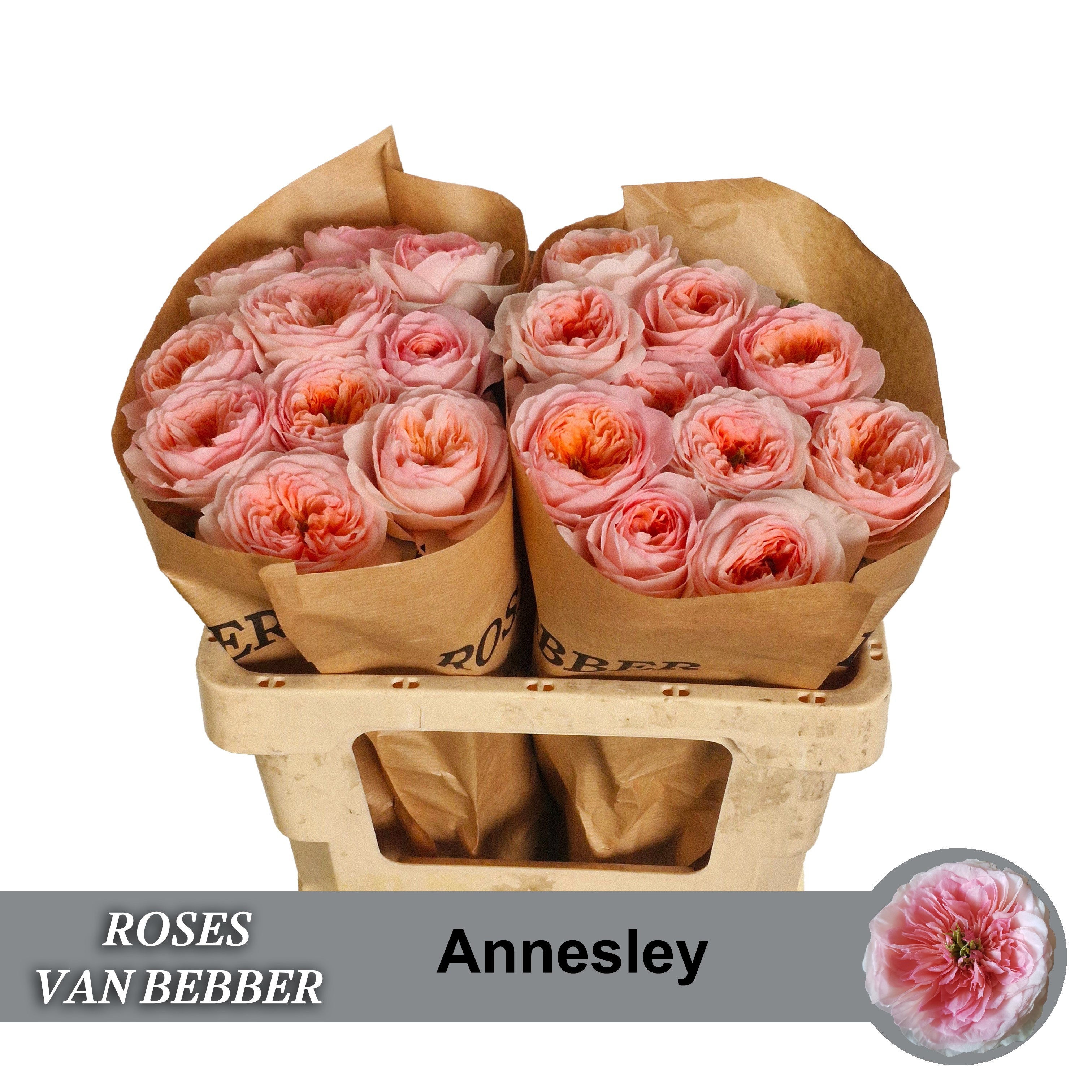 R Gr Annesley!