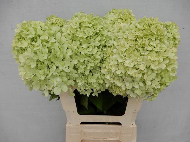 Hydr Pa Limelight
