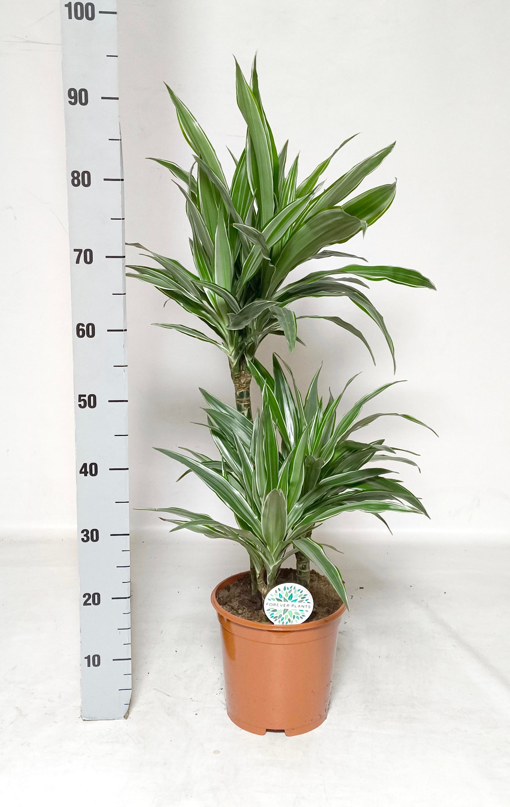 Dra De Warneckei 21Ø 95cm