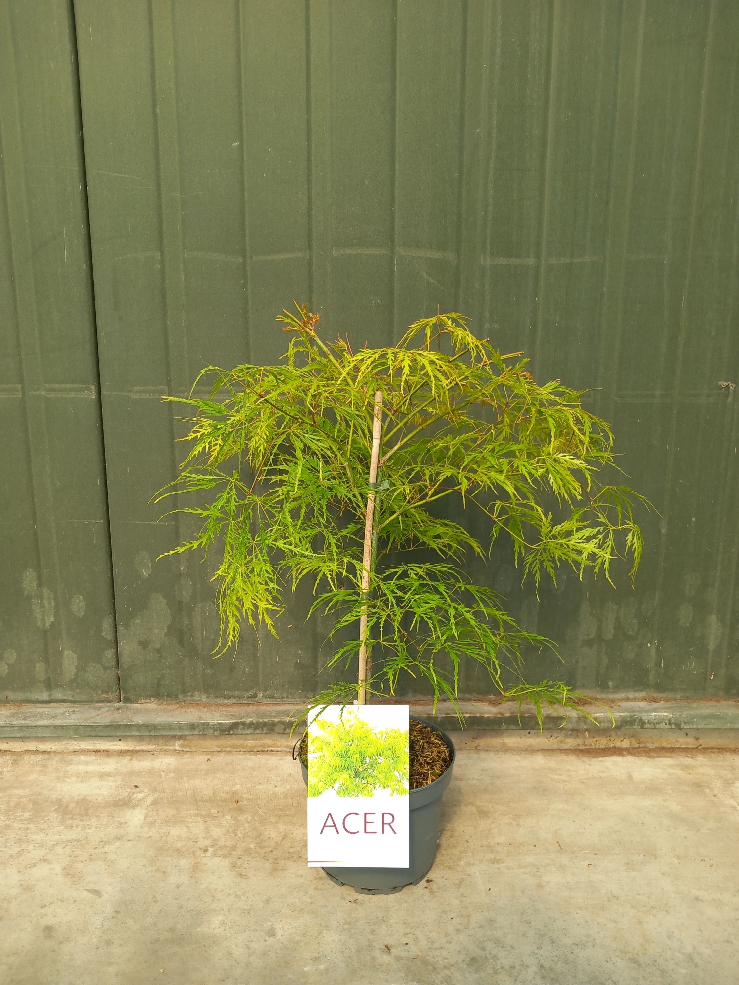 Picture of Acer pal. Dissectum