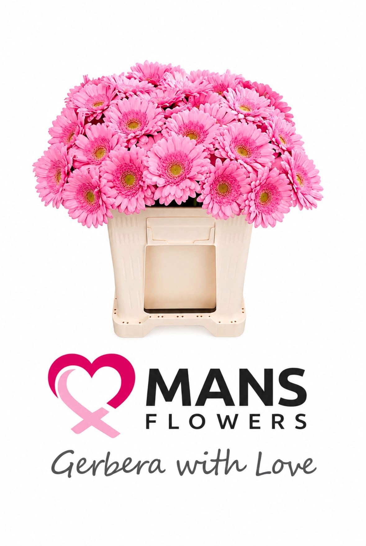 Gerbera Mini Andrina+