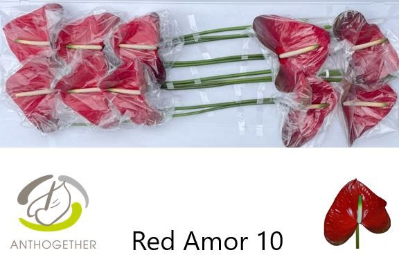 Anthurium Red Amor 15Ø