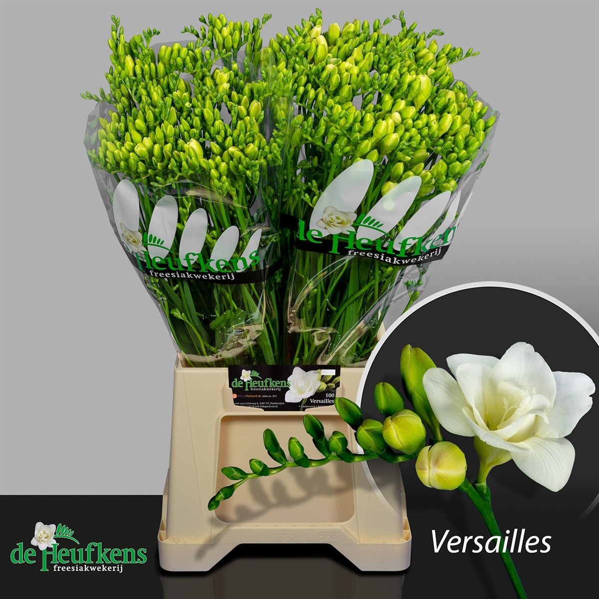 Freesia Double Versailles 18gram