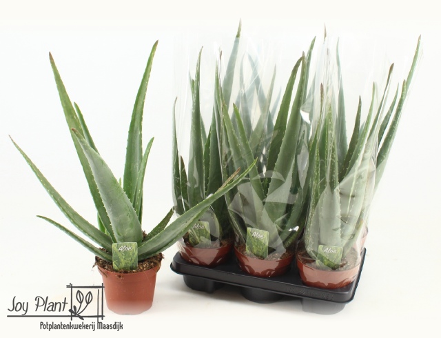 Aloe vera ALOE VERA | Gardenline