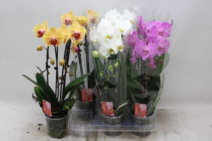 Phal El Cascade 12Ø 45cm