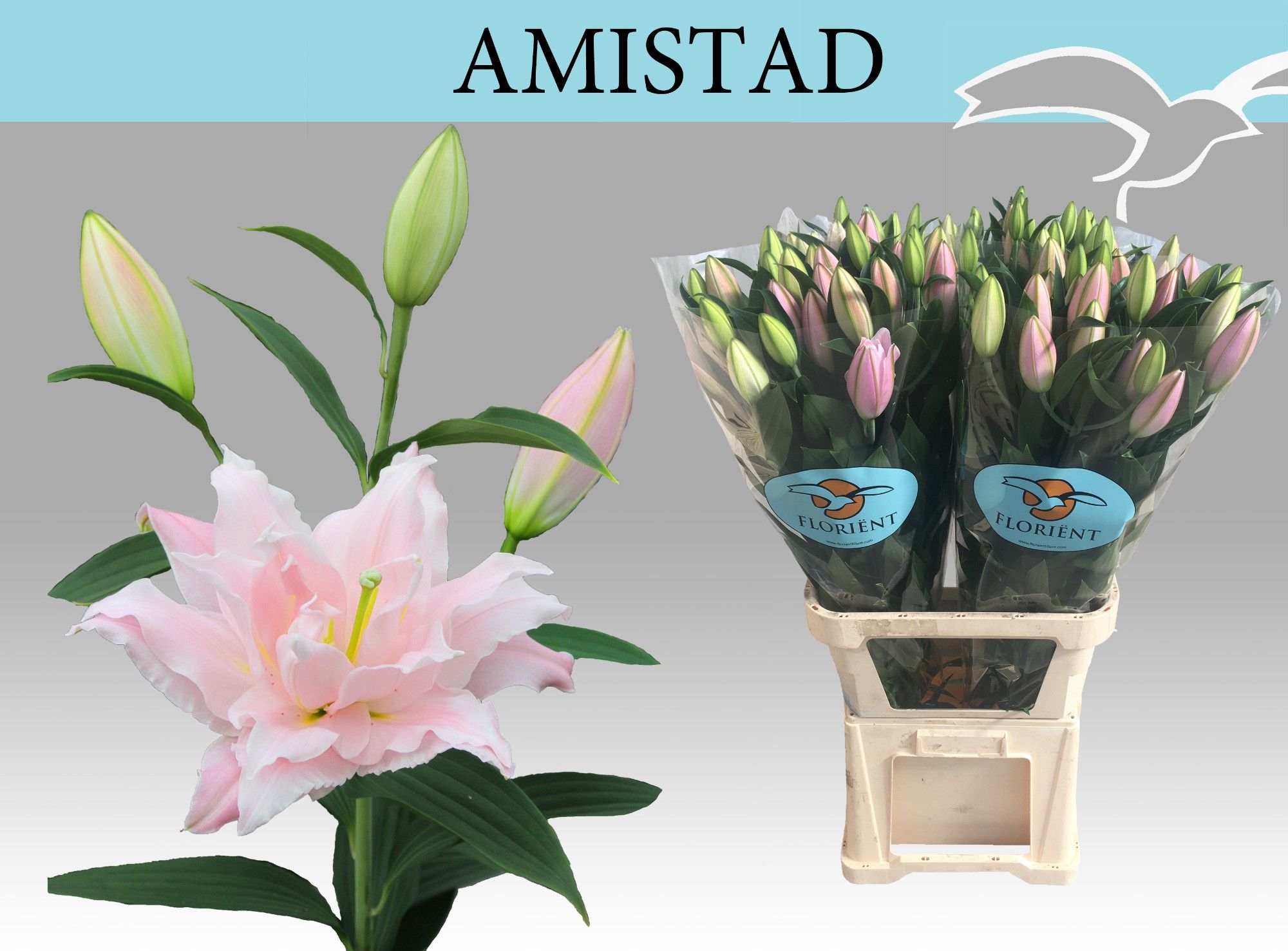 Lilium Or Double Amistad 105cm 5/7bl