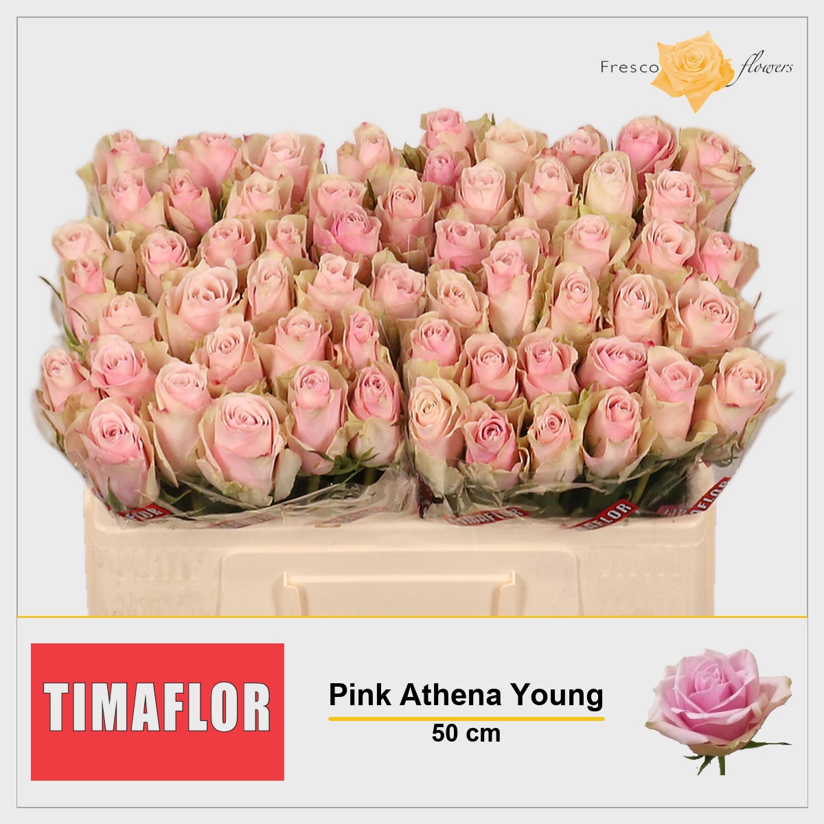 Rosa Pink Athena 50cm