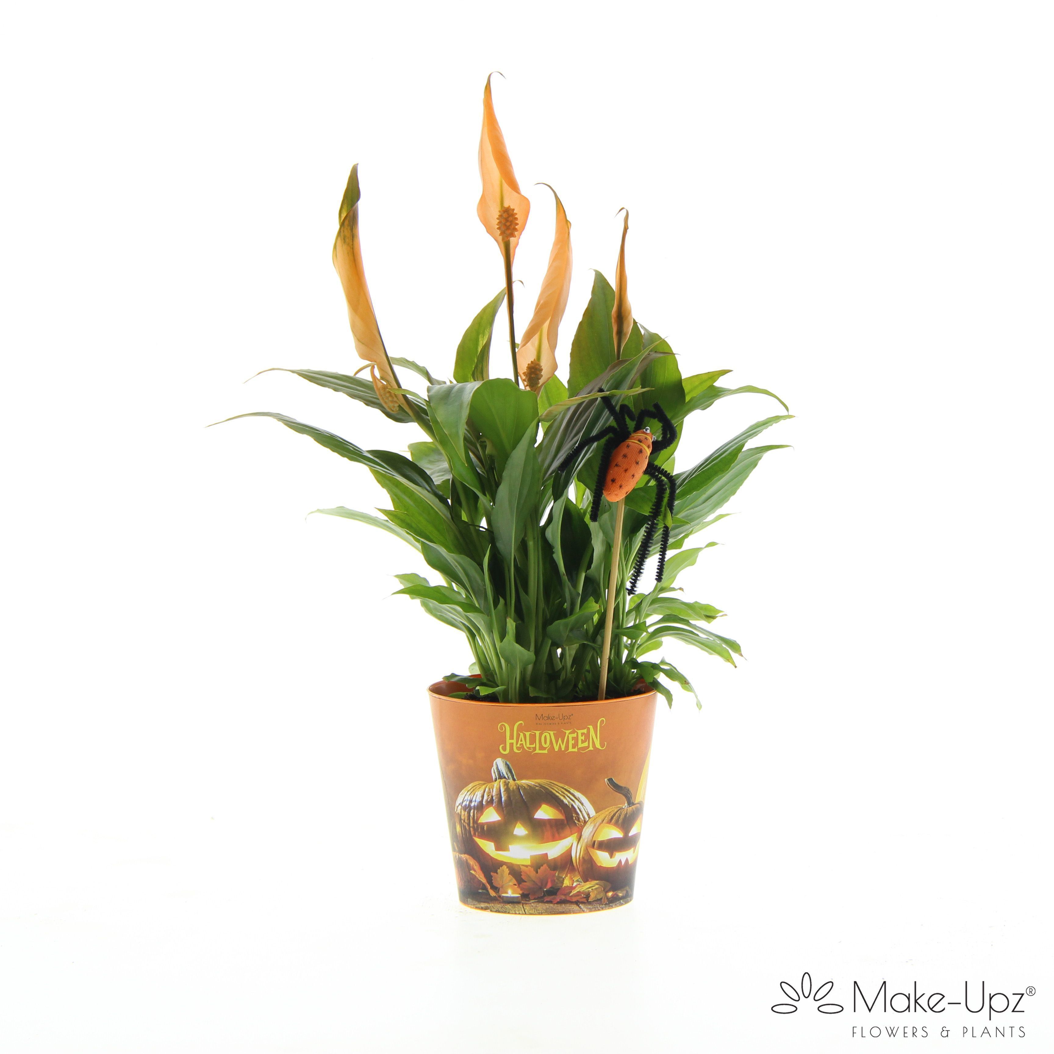 Picture of Spathiphyllum Make-Upz Halloween P10.5 30CM