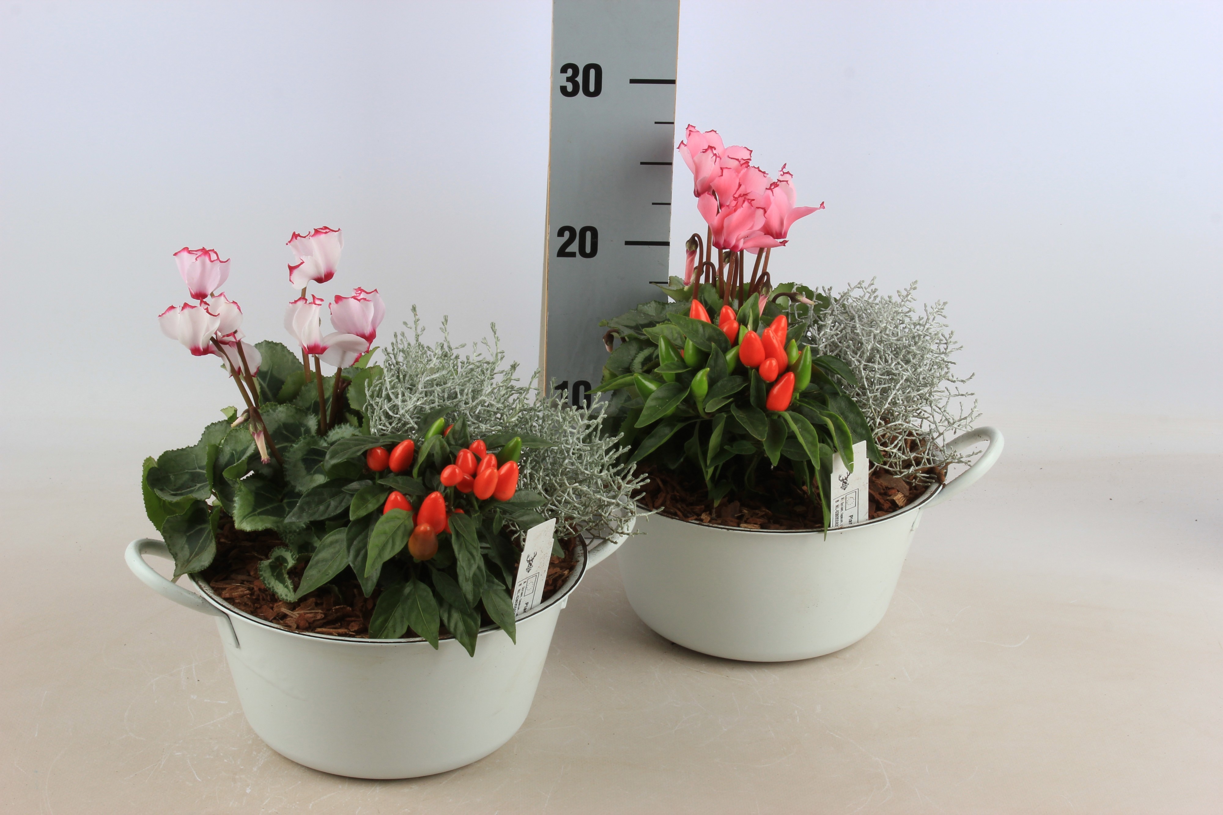 Arr Tuinplanten 25P 20cm 12bloei