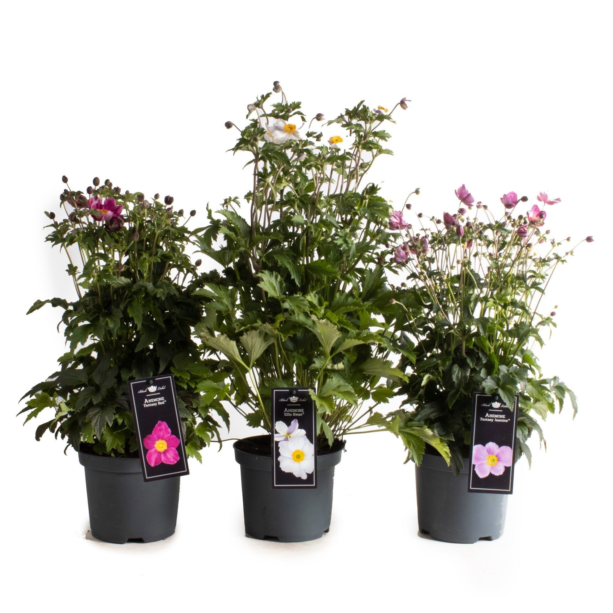 Picture of Anemone Fantasy mixed-shelf