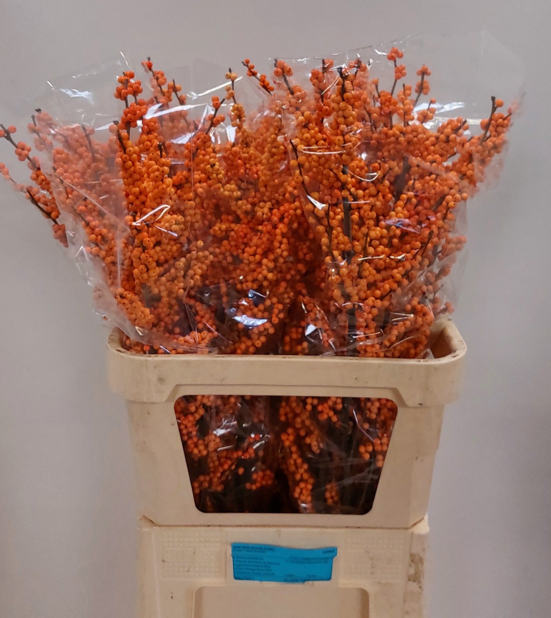 Ilex Winter Gold 90cm